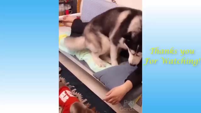 Funny And Cute Cat's Life Cats And Owners Are The Best Friends Videos