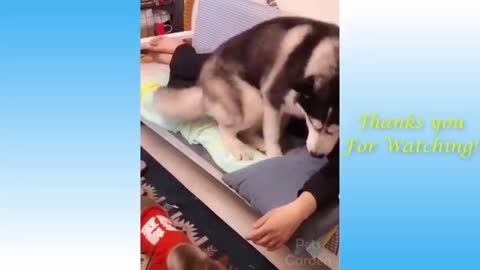 Funny And Cute Cat's Life Cats And Owners Are The Best Friends Videos