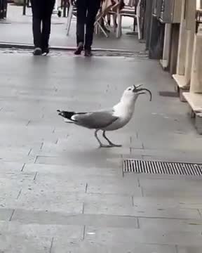 Seagull eats a rat