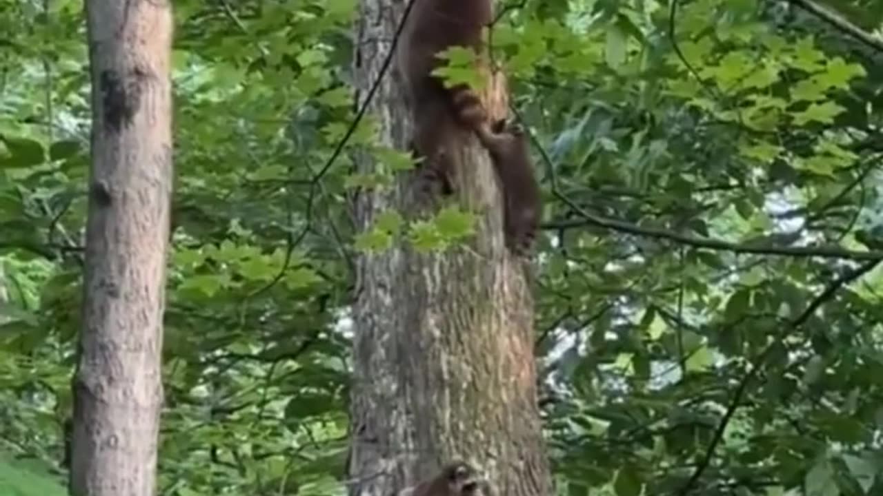 Raccoon Climbing Team: Trees Today, Cliffs Tomorrow? 🦝🌲🧗‍♂️👀😂🔝