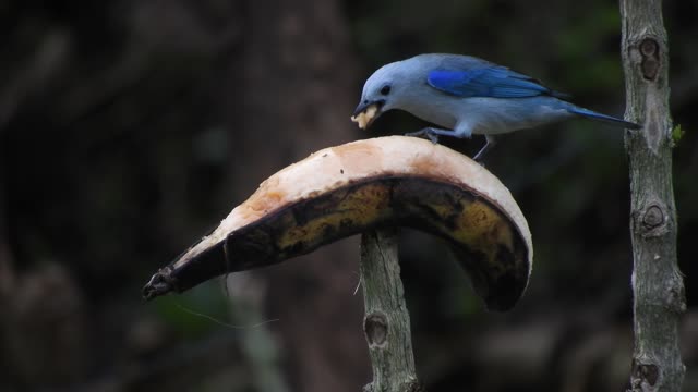 A nice blue bird