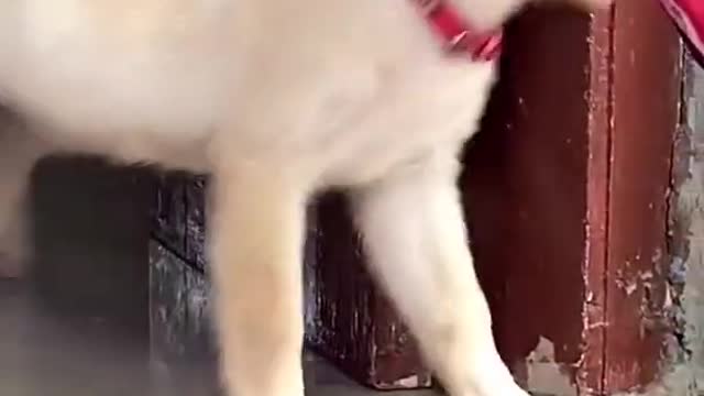 Labrador dog puppy | cute dog | puppy training video | funny puppy |