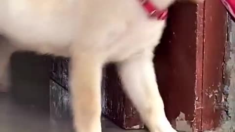 Labrador dog puppy | cute dog | puppy training video | funny puppy |