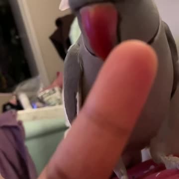 Funny parrot is about to bite his owners ears, and laughs