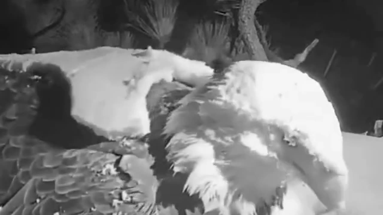 eagle sleep