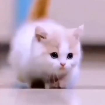 cute kitten amazing moments#cutecat