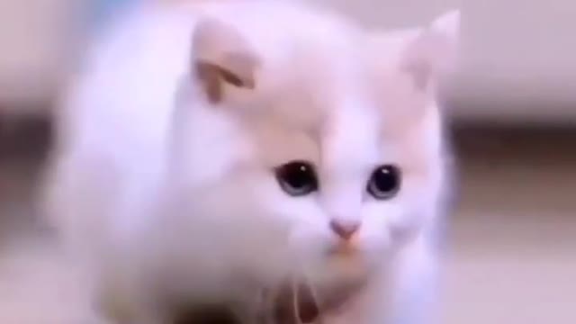 cute kitten amazing moments#cutecat