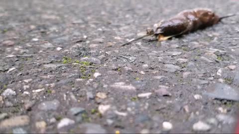 Worlds fastest slug (fast motion)