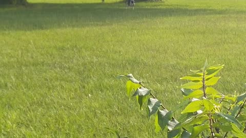 EP 6 - The Adventures of Wallie and Gen Sterling Price