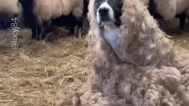 Cute Funny Goats :)