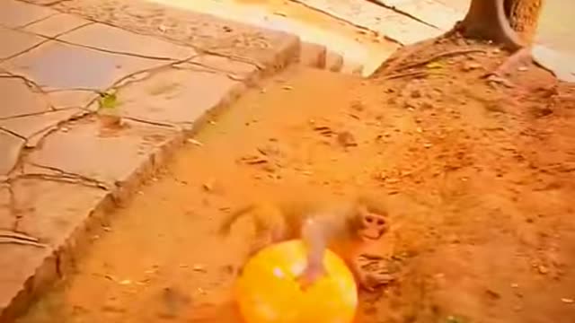 Wow very good cute monkey animals video 2022