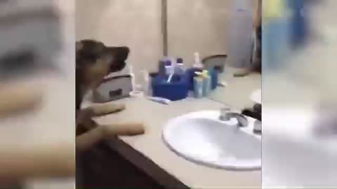 The dog is barking at itself looking in the mirror.