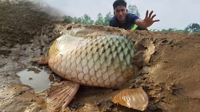 Wow Really Smart Hand Fishing In River Dry Place Underground Fish Catching