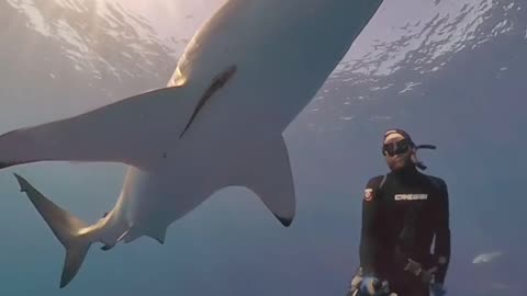Wildlife
