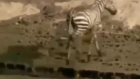 This Zebra Is Extremely Lucky