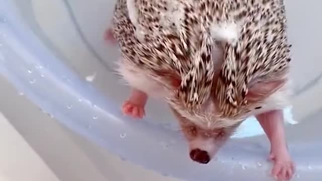 Cute hedgehog takes a shower