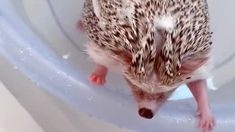 Cute hedgehog takes a shower