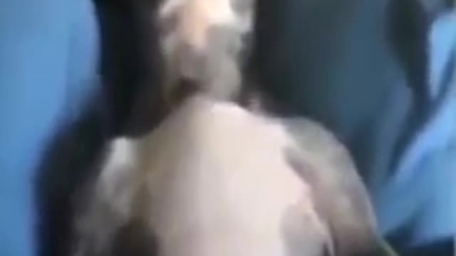 Watch what the puppy looks like while he's sleeping