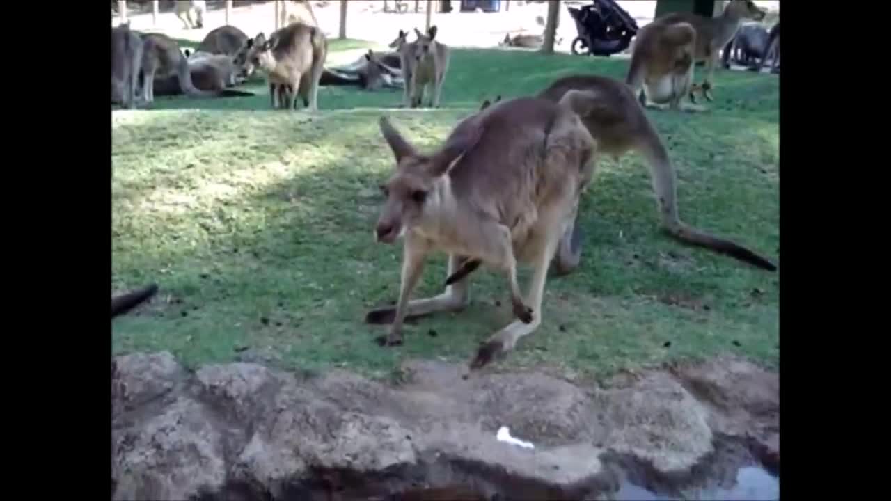 Baby kangaroos compilation!