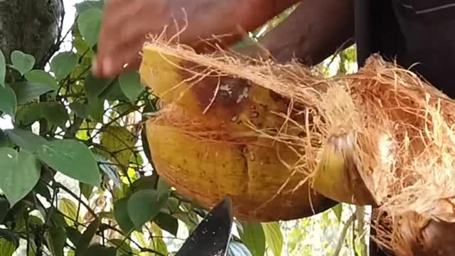 Coconut de husking ,Amazing Coconut peeling Skill , #cooking .#shorts #trending