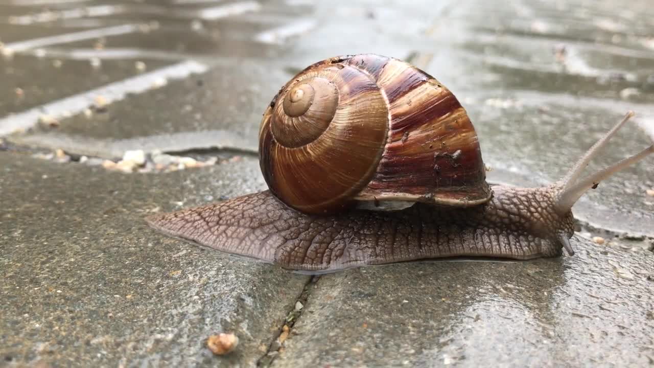 A new species of snail