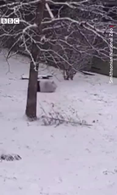 Panda Fun Body Boarding