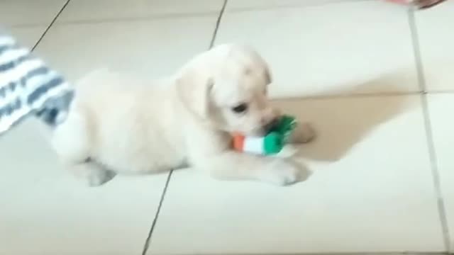 Baby Labrador Cute Pappy ☺️🤗 || Fanny video #short #status