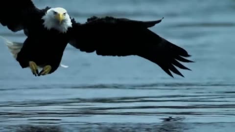 Bald Headed Eagle catches salmon