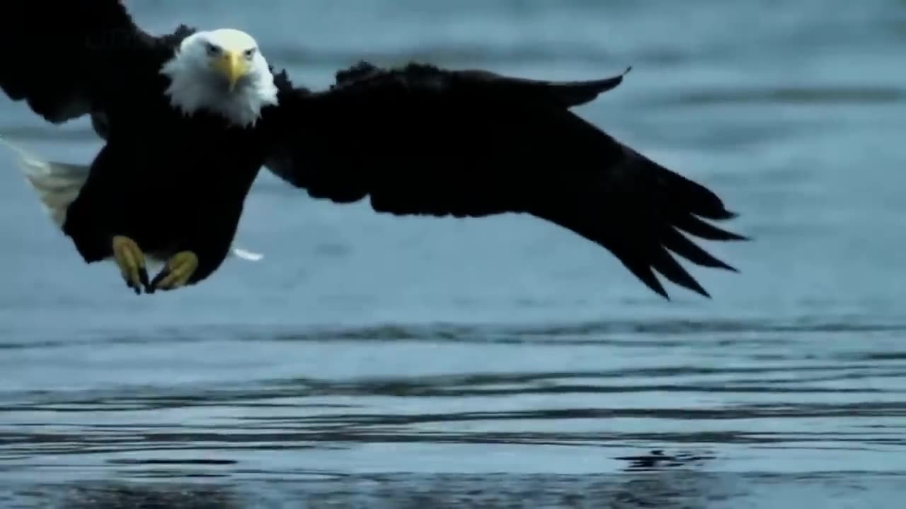 Bald Headed Eagle catches salmon