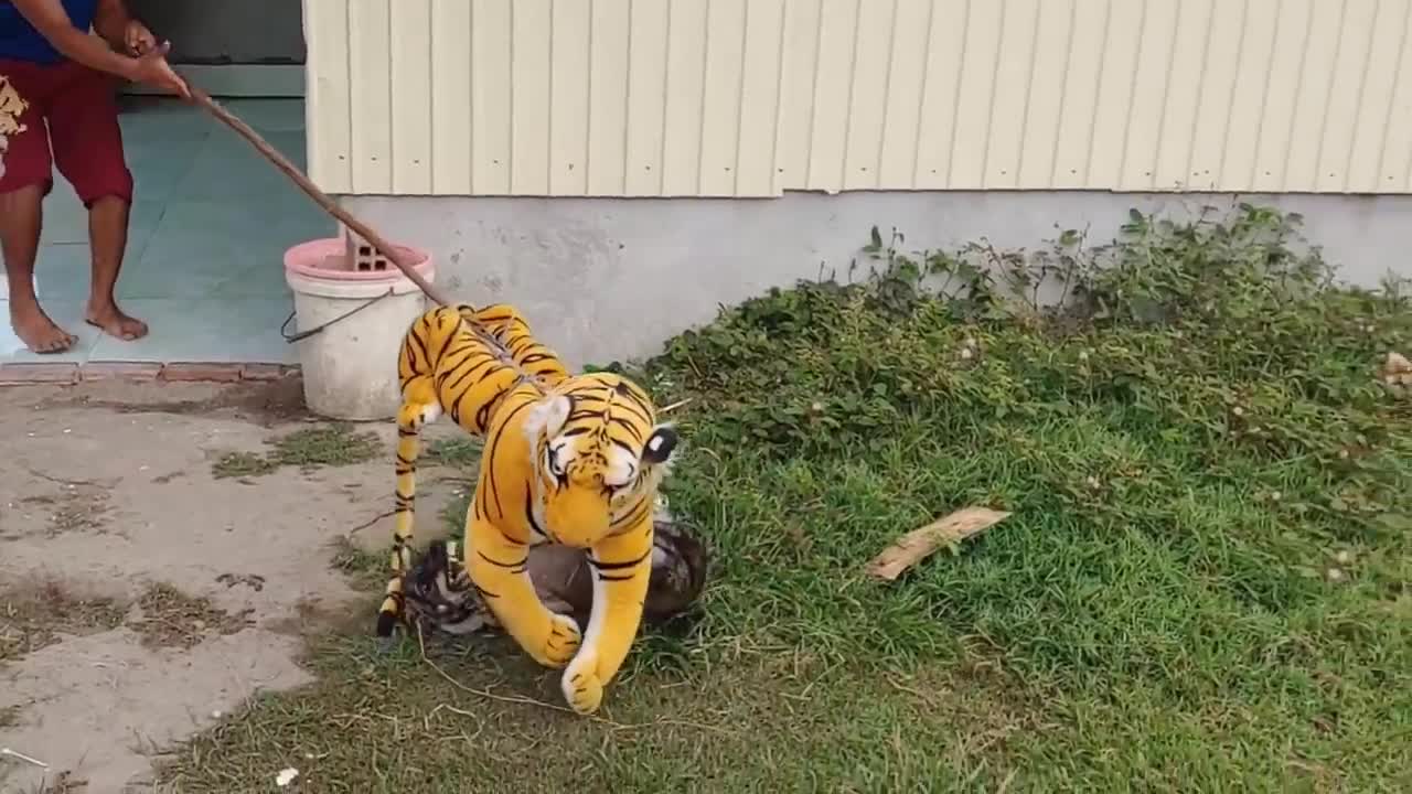 Wow Nice Fake Tiger Prank Dog!!! Dog Run Very Funny Prank Video 2021