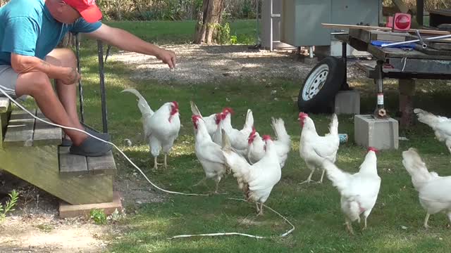 337 Toussaint Wildlife - Oak Harbor Ohio - White Birds Can Jump