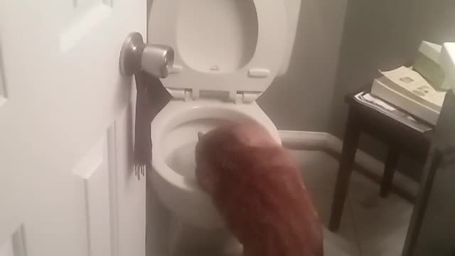 Orange cat licking water from toilet