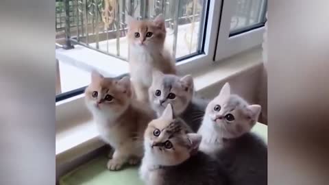 5 cute kittens, do you like it