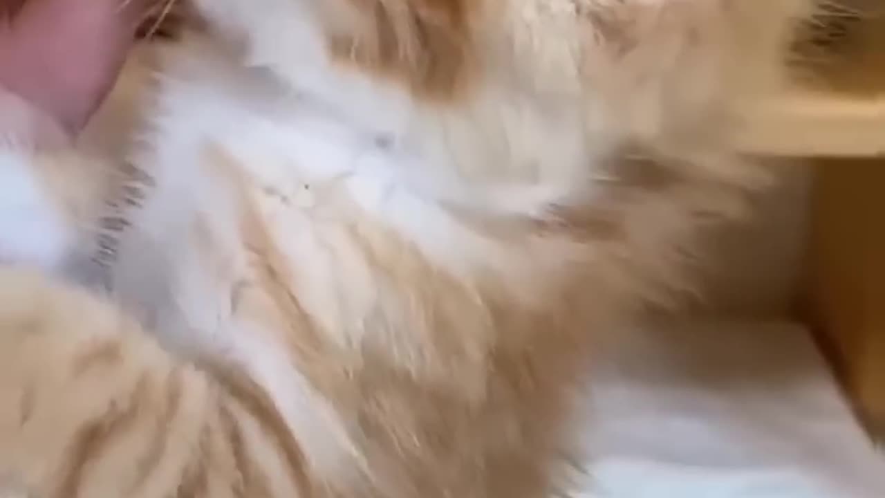 😹Cats Doing Cat Things😹 (3)