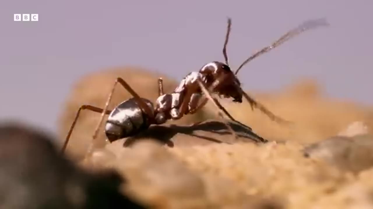 The Fastest Ant on Earth Earths Great Seasons BBC Earth