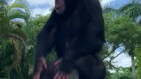 Chimpanzee 🔥