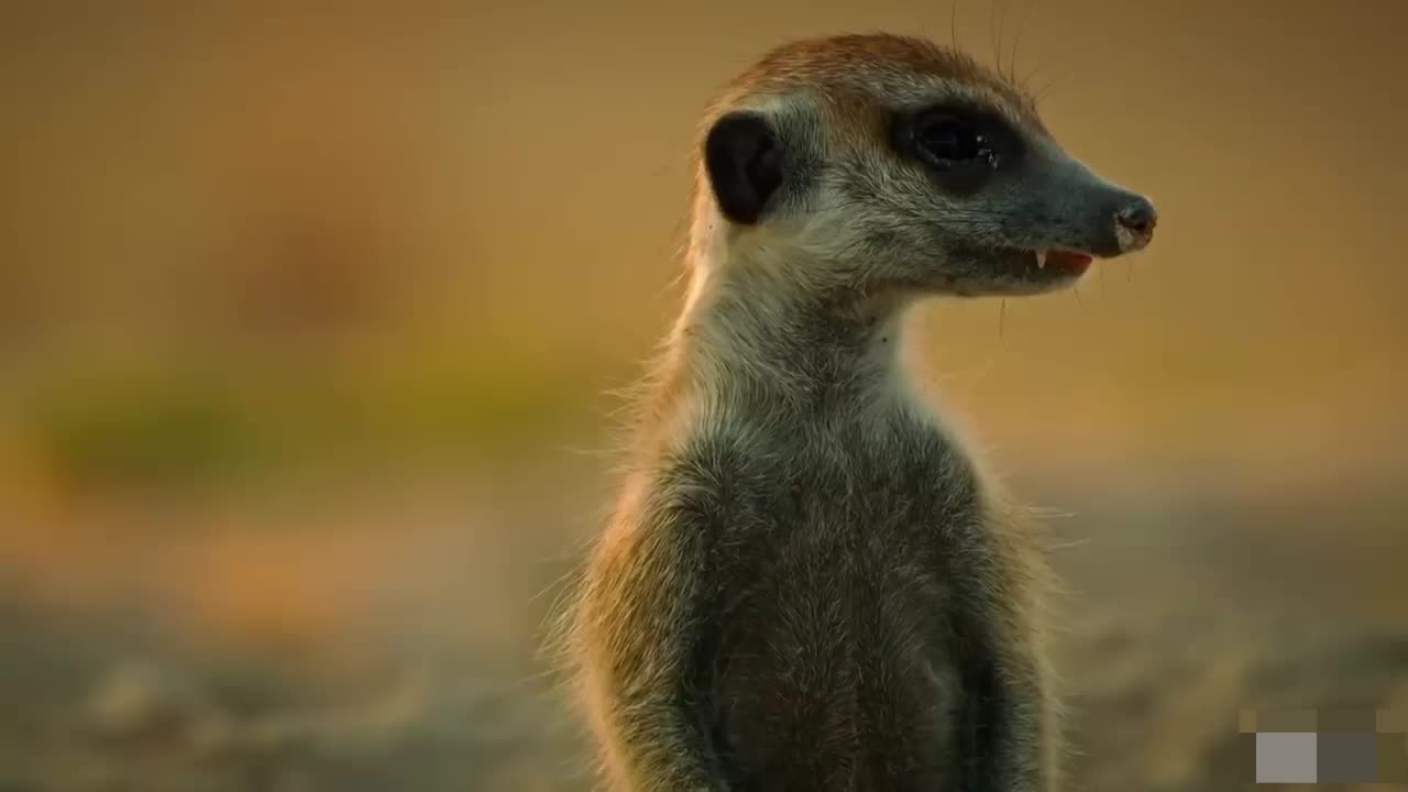 animal mongoose vs cobra fight