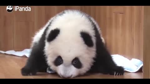 cute panda