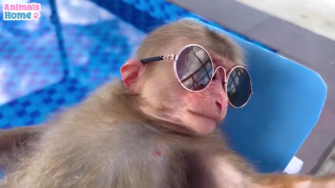 bibi monkey on pool