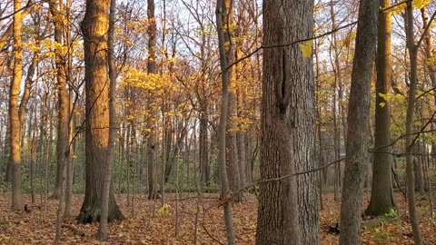 Neighborhood Forest Fall Colors at Sunset