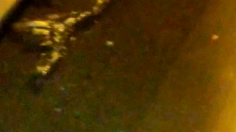 🐸 Toad swimming