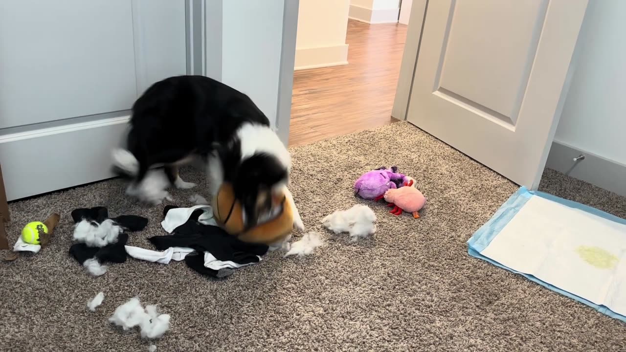 Lyla with all of her toys