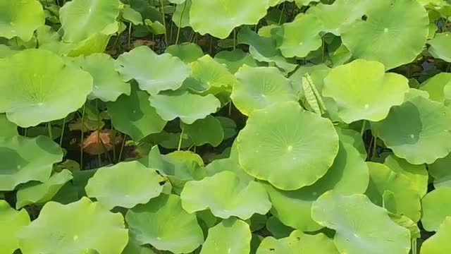 Beautiful lotus flowers are refreshing