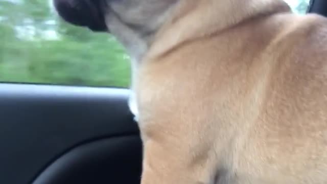 Cachorro canta al ritmo de 'Hello' de Adele en el auto