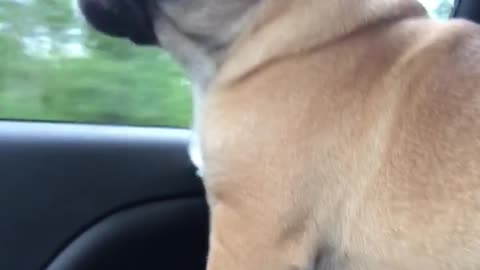 Cachorro canta al ritmo de 'Hello' de Adele en el auto