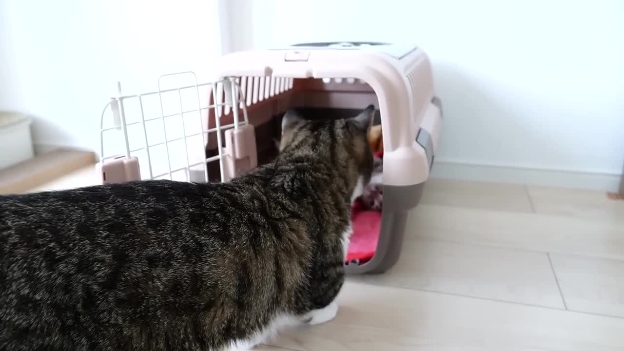 Cats Mimi and Kiki have to go to a veterinary clinic