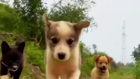 Animal funny videos