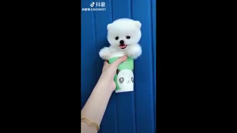 Tik Tok Puppies 🐶 Cute and Funny Dog Videos Compilation 2021 2022