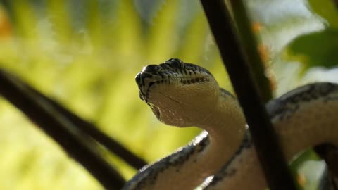 Closeup of snake pit organs, eyes and mouth hunting - Diamond Python