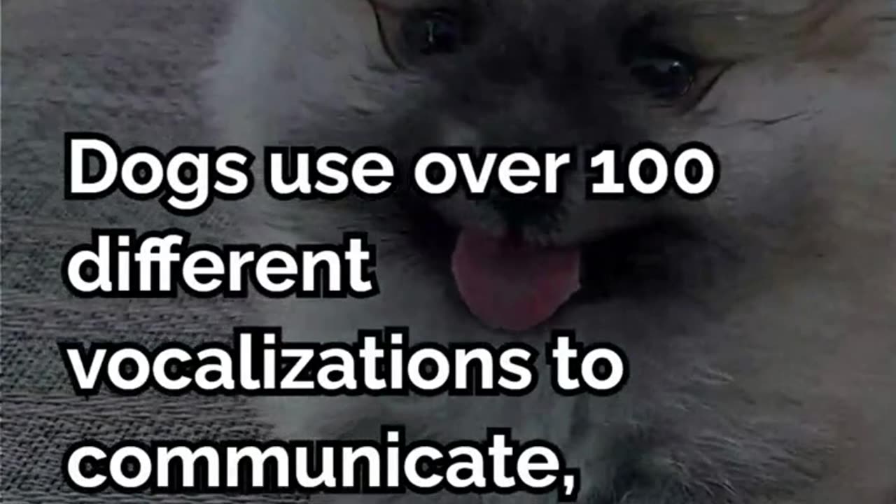 Pawsitively Adorable: 20 Heartwarming Dog Facts!